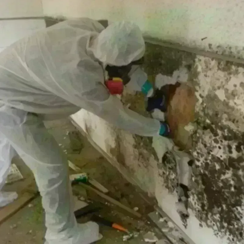 Mold Remediation and Removal in Waukesha County, WI